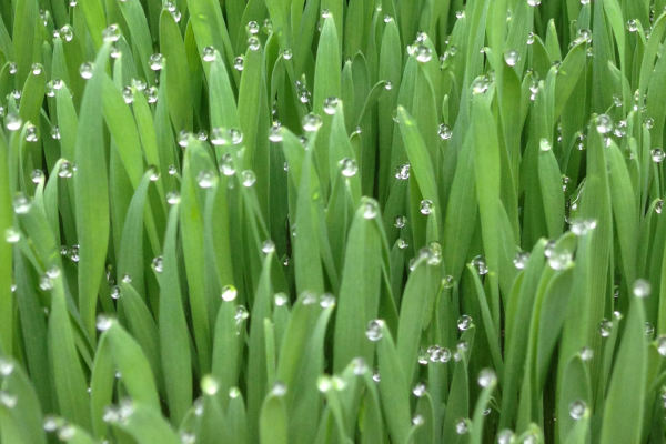 Wheatgrass