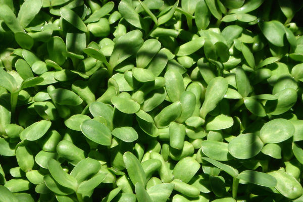 Sunflower Sprouts