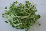 Radish Sprouts Loose
