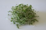 Broccoli Loose 1024