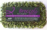 Live Broccoli Sprouts 1024