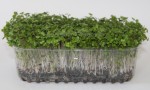Live Broccoli Sprouts 3