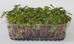 Live Buckwheat Sprouts 3