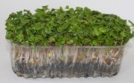 Live Radish Sprouts 3