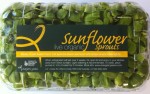 Live Sunflower Sprouts 1024