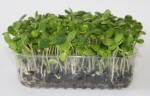 Live Sunflower Sprouts 3